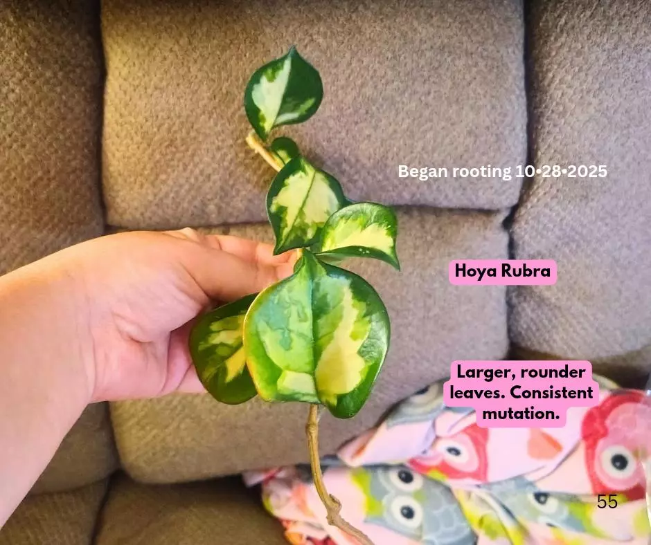 plant/Hoya Rubra 6 leaf with Sunstress cutting ✂️-0