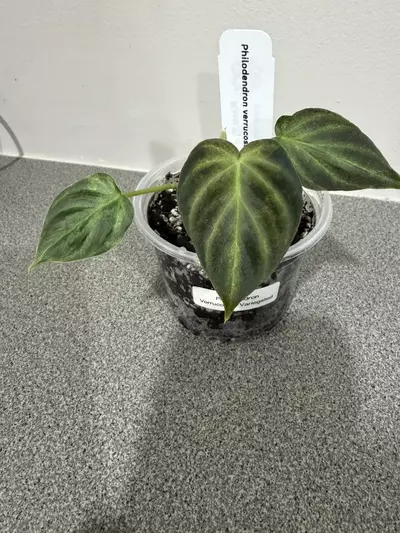 plant/Philodendron Verrucosum Variegated-2-thumbnail