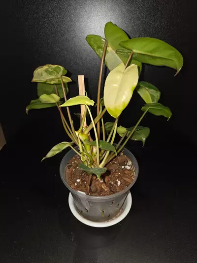 plant/Burle Marx Variegated Philodendron-2-thumbnail