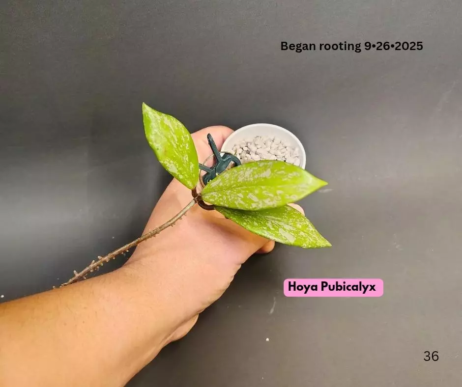 Hoya Pubicalyx Splash cutting ✂️