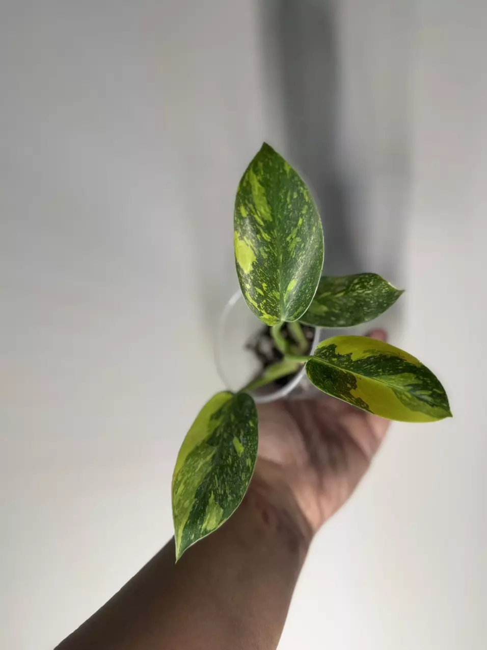 plant/Philodendron Nuclear Congo-0