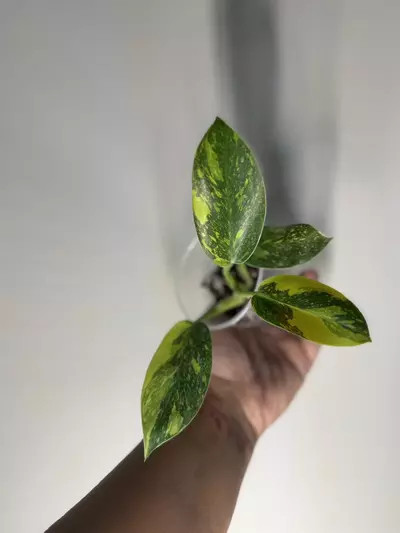 plant/Philodendron Nuclear Congo-0-thumbnail