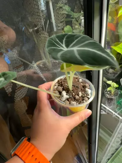 plant/Black Velvet Alocasia in Self-Watering Cup-2-thumbnail