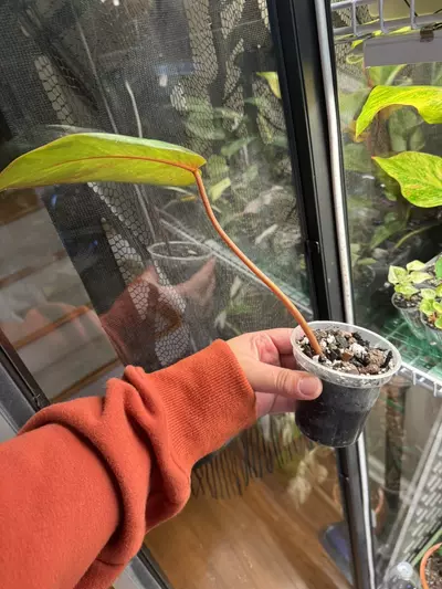 plant/Painted Lady Philodendron - Mid cut-1-thumbnail