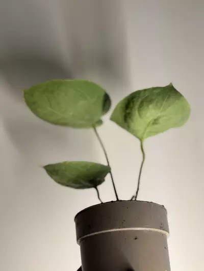 plant/Anthurium silver blush-3-thumbnail