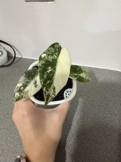 plant/Alocasia Black Velvet Pink-2-thumbnail