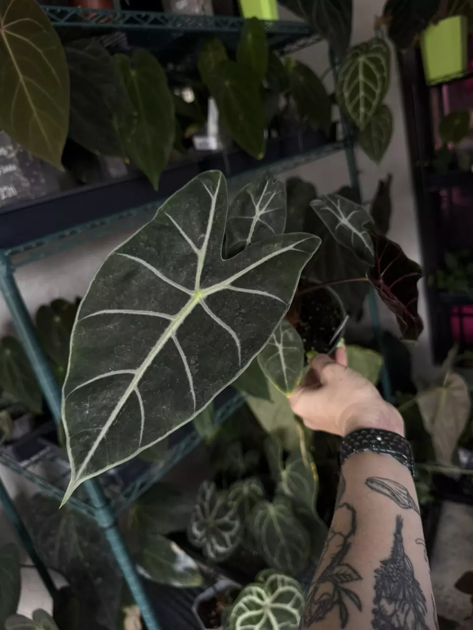 plant/Alocasia black satun-1