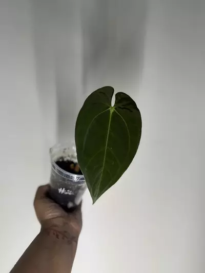 plant/Anthurium Pap X Dark AOS-3-thumbnail