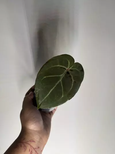 plant/Anthurium NOID-1-thumbnail