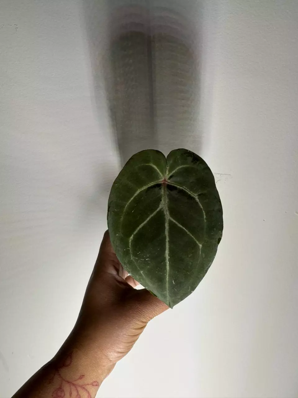 plant/Anthurium NOID-0