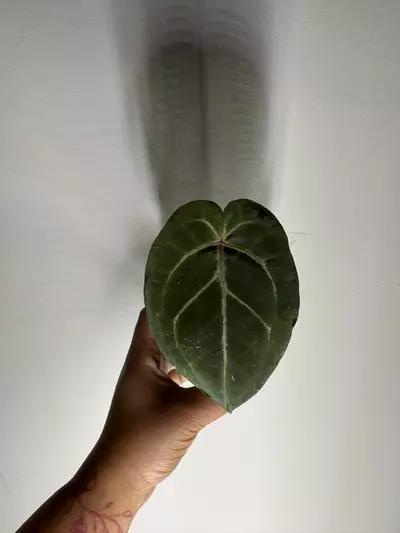 plant/Anthurium NOID-0-thumbnail