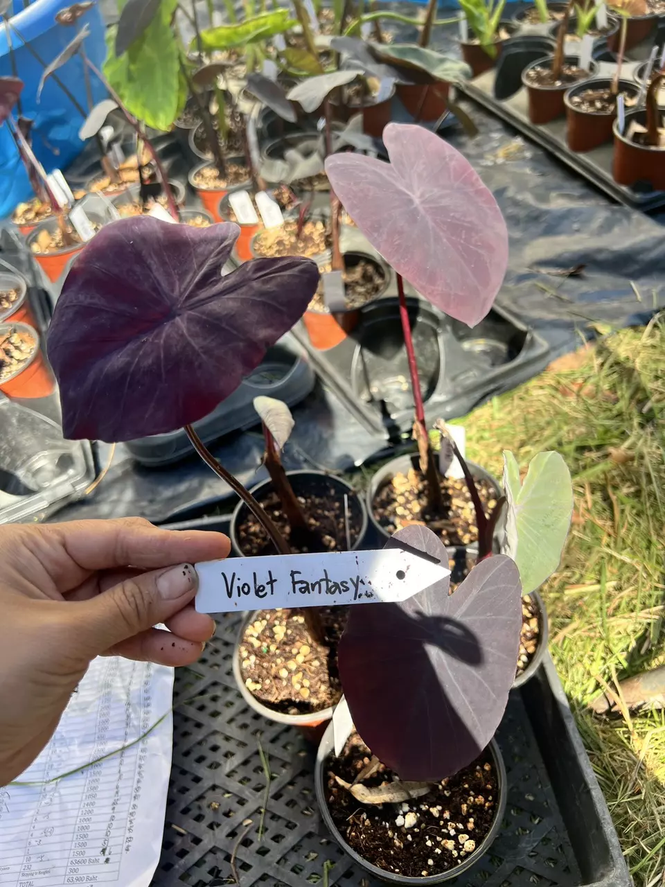 plant/Colocasia Violet Fantasy in 4” pot-1