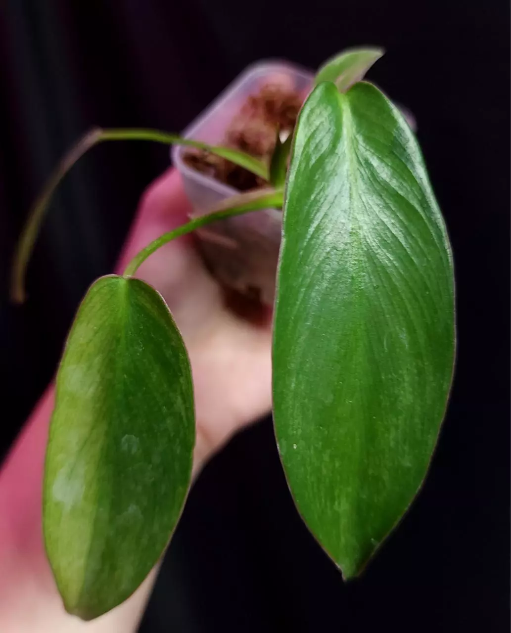 plant/Philodendron Longilobatum Mint-0