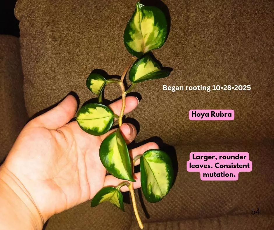 plant/Hoya Rubra 7 leaf-0