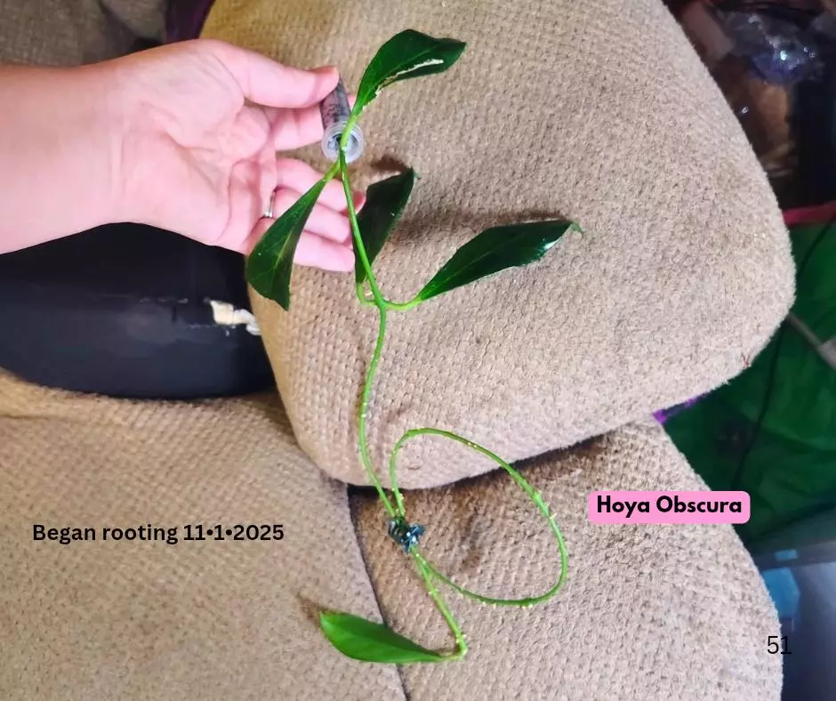 plant/Hoya Obscura 5 leaf 🌿 cutting ✂️-0