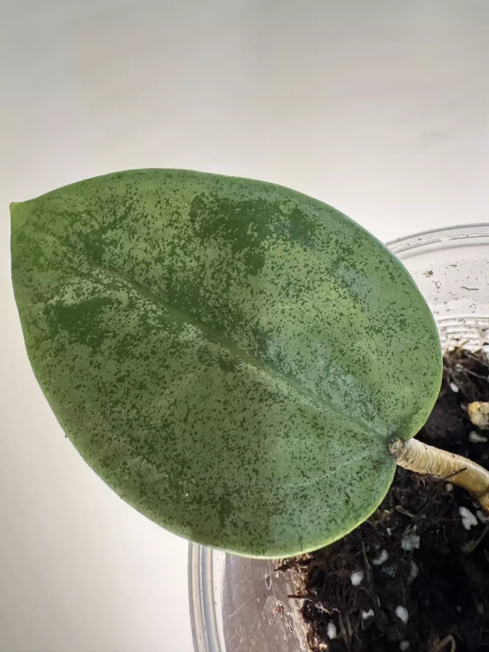 plant/Hoya Verticillata Silver-4