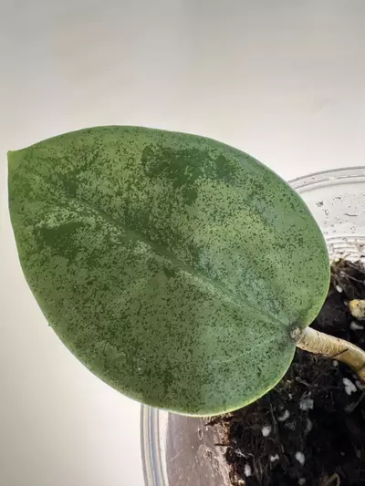 plant/Hoya Verticillata Silver-4-thumbnail