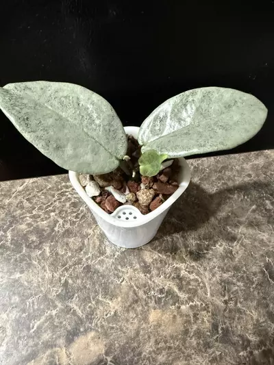 plant/Hoya Nova Ghost - rooted cutting-2-thumbnail