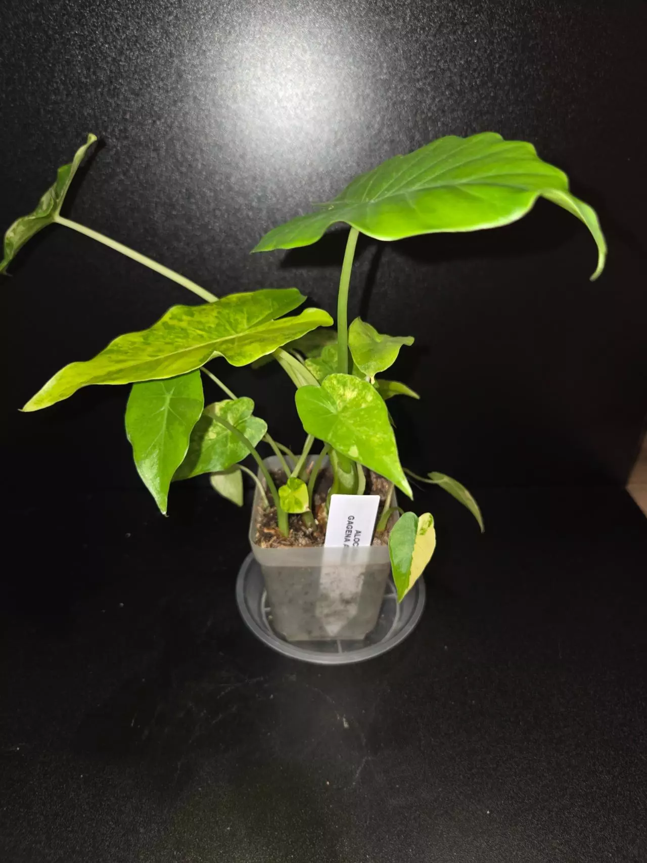 plant/Alocasia Gageana Aurea +5 pups!-1