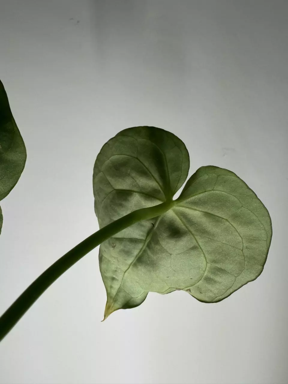 plant/Anthurium NOID-1