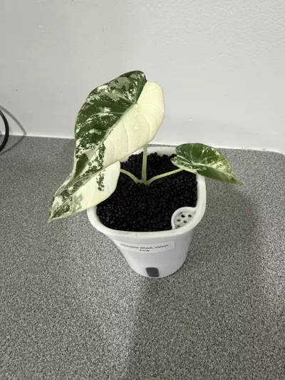 plant/Alocasia Black Velvet Pink-1-thumbnail