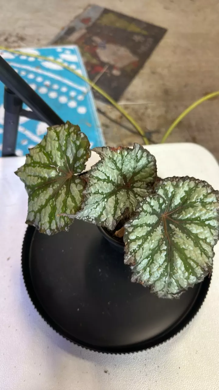 plant/Begonia summer storm-0