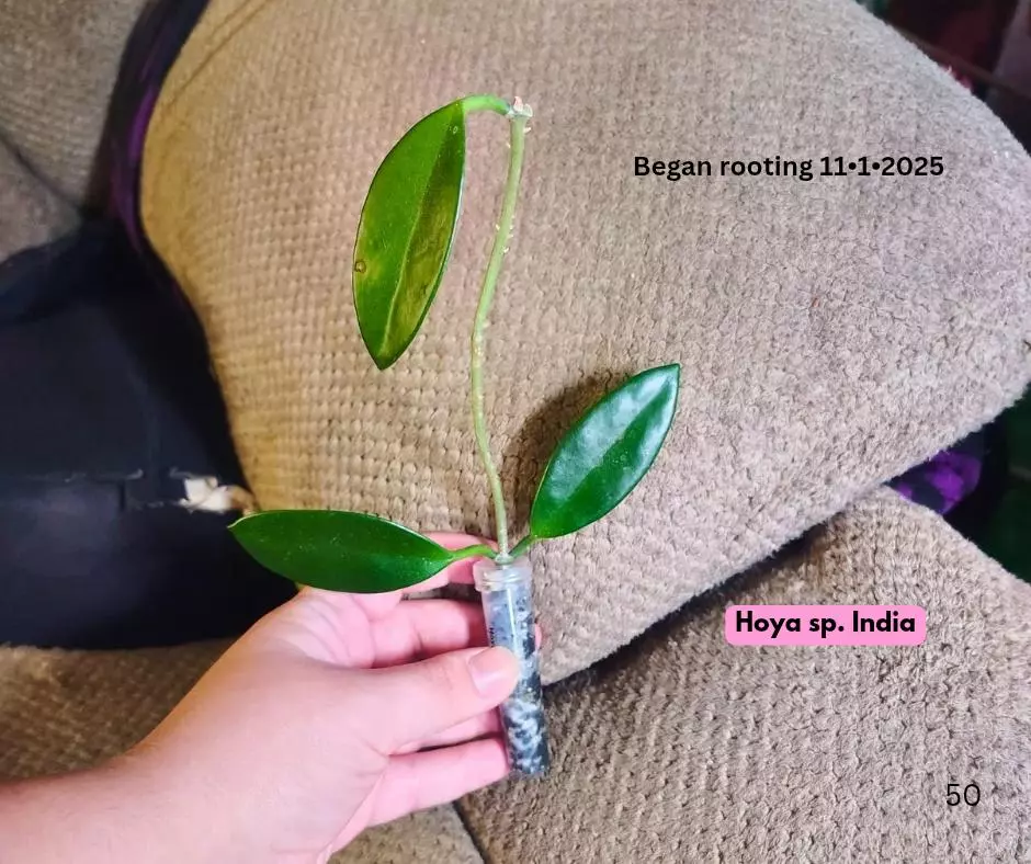 plant/Hoya sp. India cutting ✂️-0