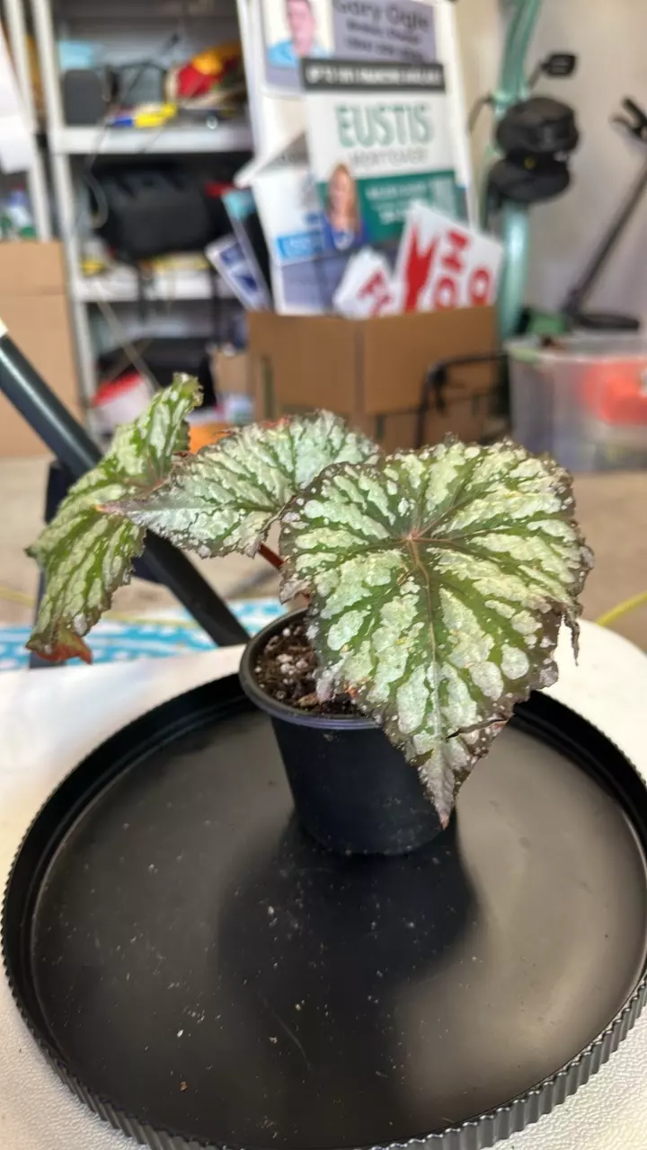plant/Begonia summer storm-1