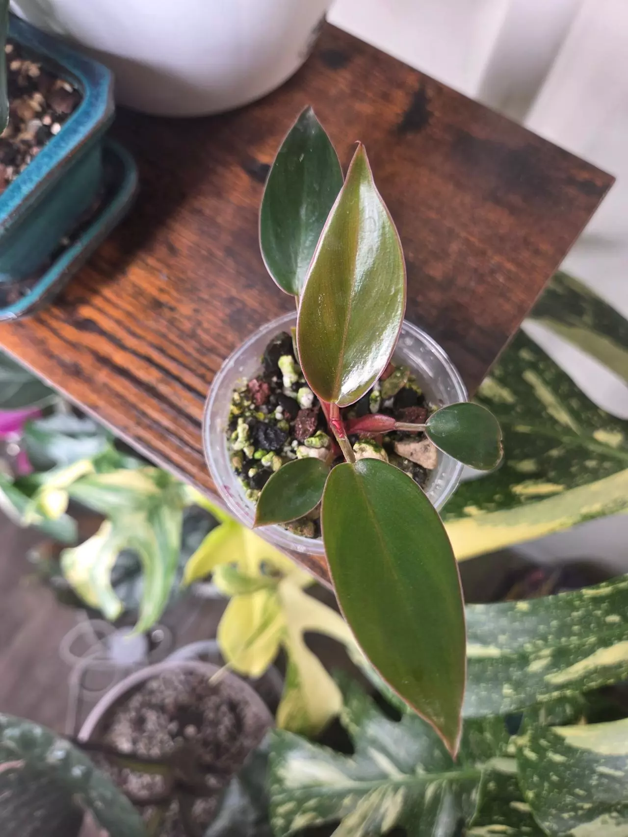 plant/Philodendron Red Congo Starter-1