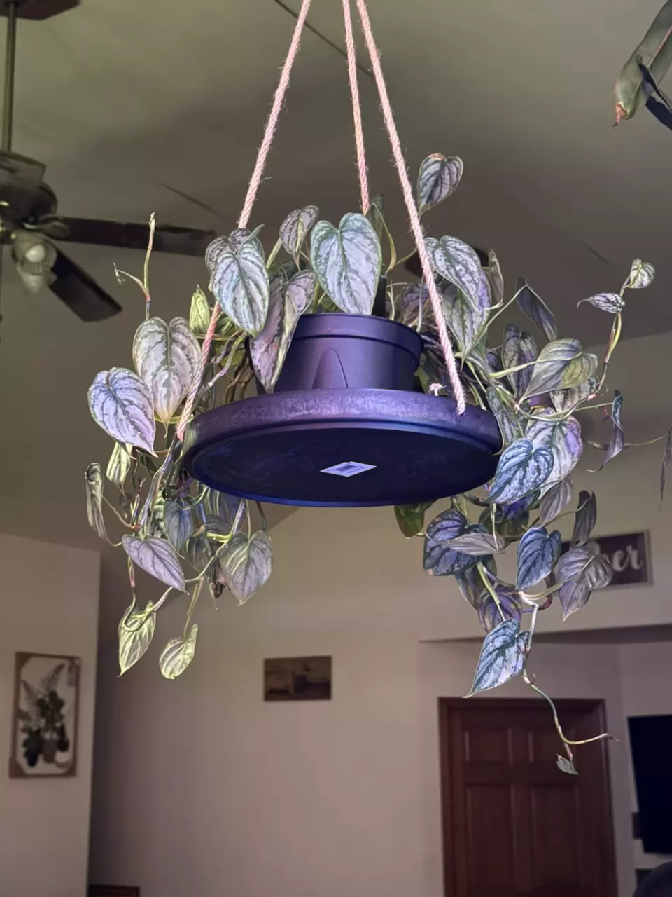 plant/Philodendron Brandianum 6” pot-3