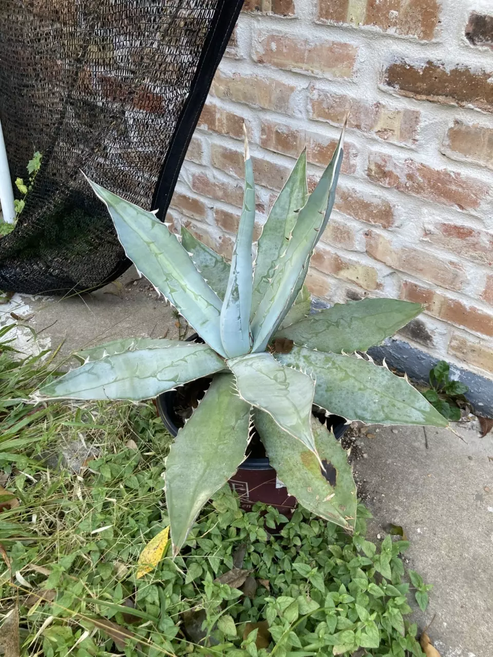 plant/Agave titanota variety-1