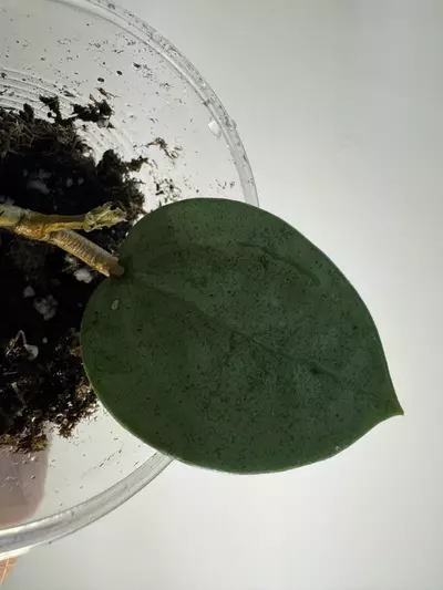 plant/Hoya Verticillata Silver-3-thumbnail