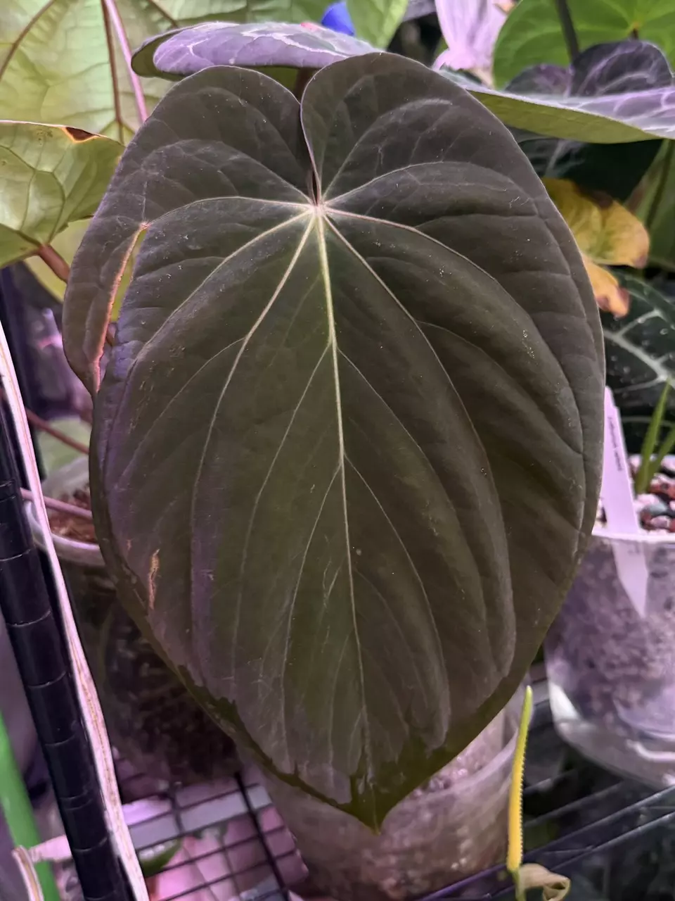 plant/✨NEW✨ Forgetii x BVEP Germinated Seeds-1