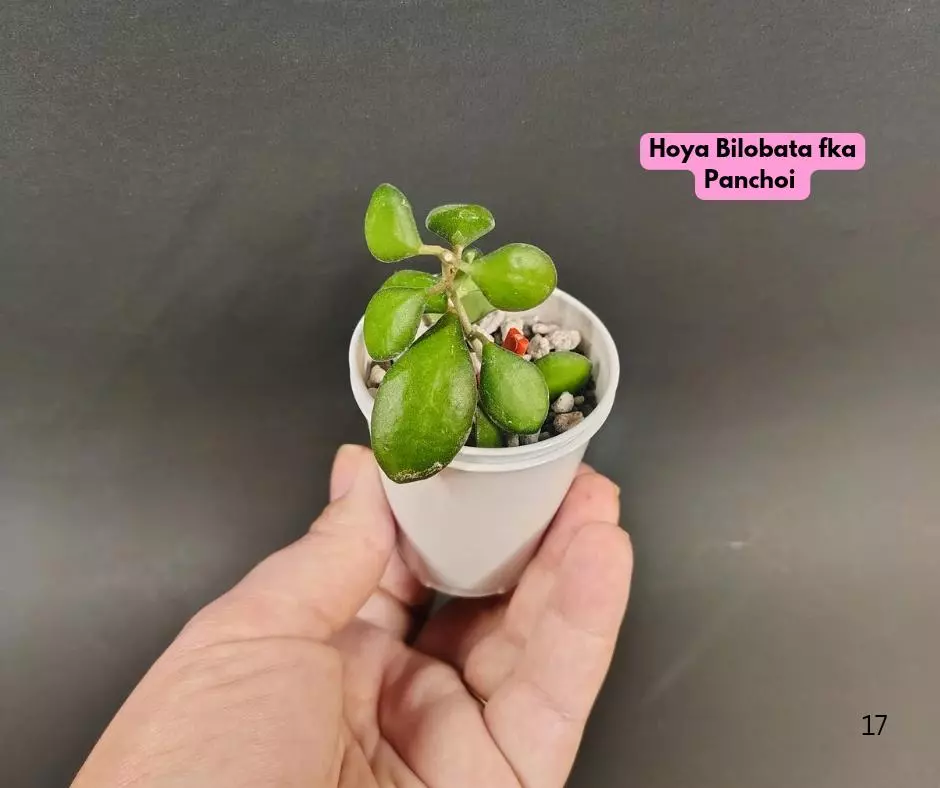 Hoya Bilobata fka Panchoi