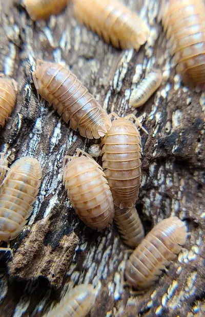 plant/Armadillidium nasatum "Peach" 12ct isopods-2-thumbnail