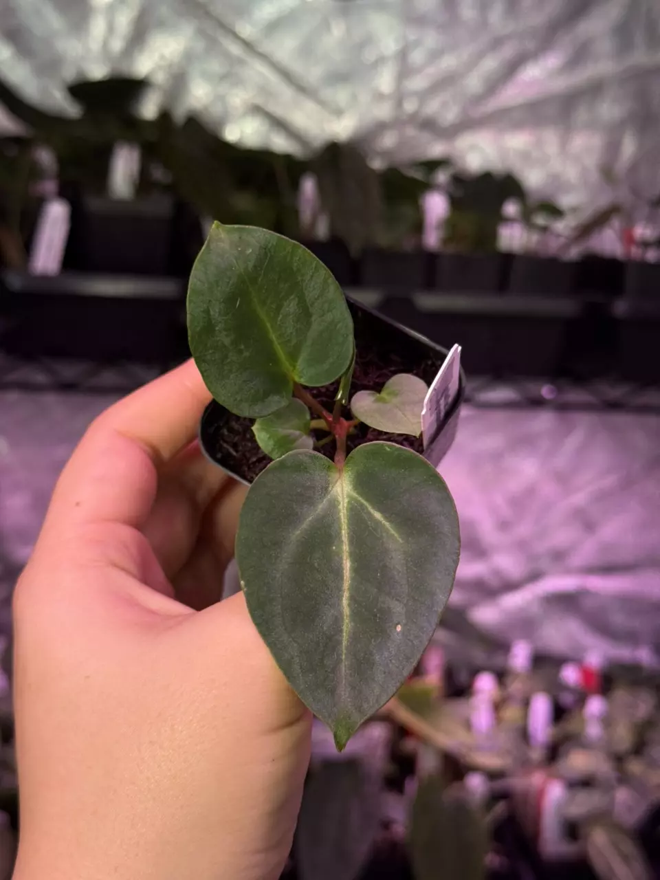 plant/(#797) A. carlablackiae-0