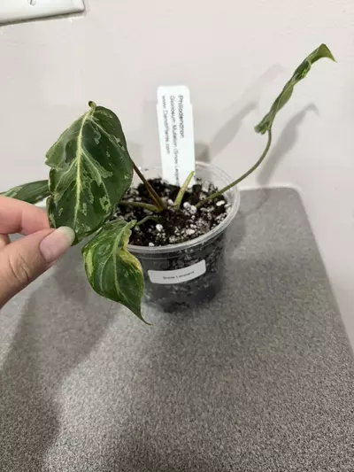 plant/Philodendron Gloriosum Mutation Snow Leopard-2-thumbnail