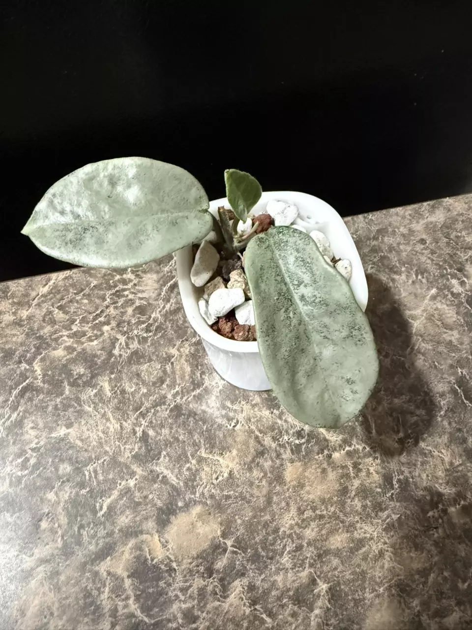 plant/Hoya Nova Ghost - rooted cutting-0