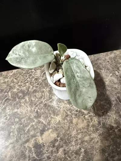 plant/Hoya Nova Ghost - rooted cutting-0-thumbnail