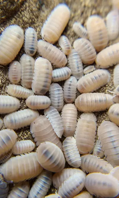 plant/Cubaris murina "Papaya" 12ct isopods-1-thumbnail