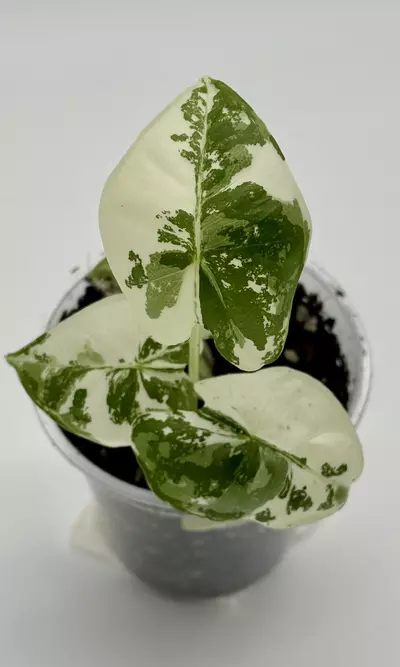 plant/#1 Alocasia Frydek Albo-0-thumbnail