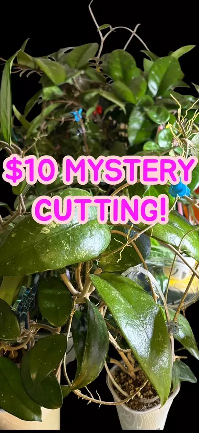 plant/⁉️🕵🏽‍♀️Mystery cutting! Minimum $15 value!⁉️-0-thumbnail