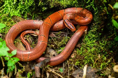 plant/Yunnan Mountain Rat Snake 1.1. Proven Pair-1-thumbnail