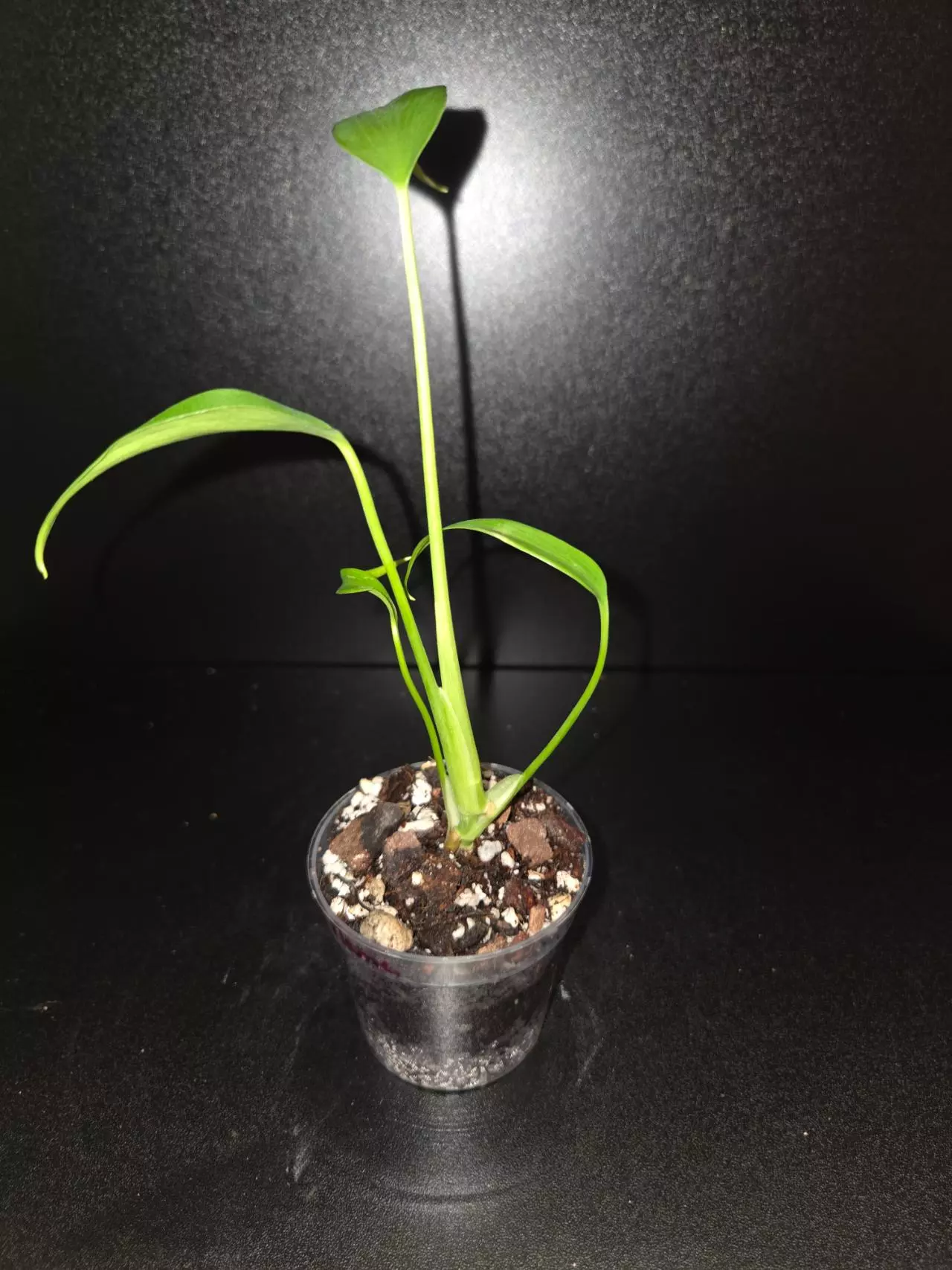 plant/Monstera Burle Marx Flame-2