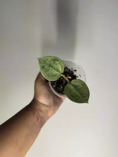 plant/Hoya Verticillata Silver-2-thumbnail