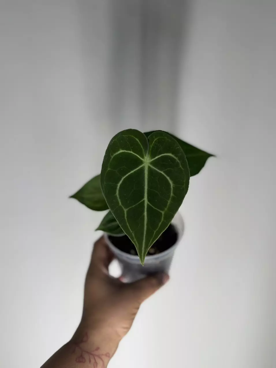 plant/Anthurium Clarinervium Dark form-0