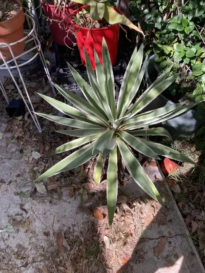 plant/Variegated Agave angustifolia-0-thumbnail