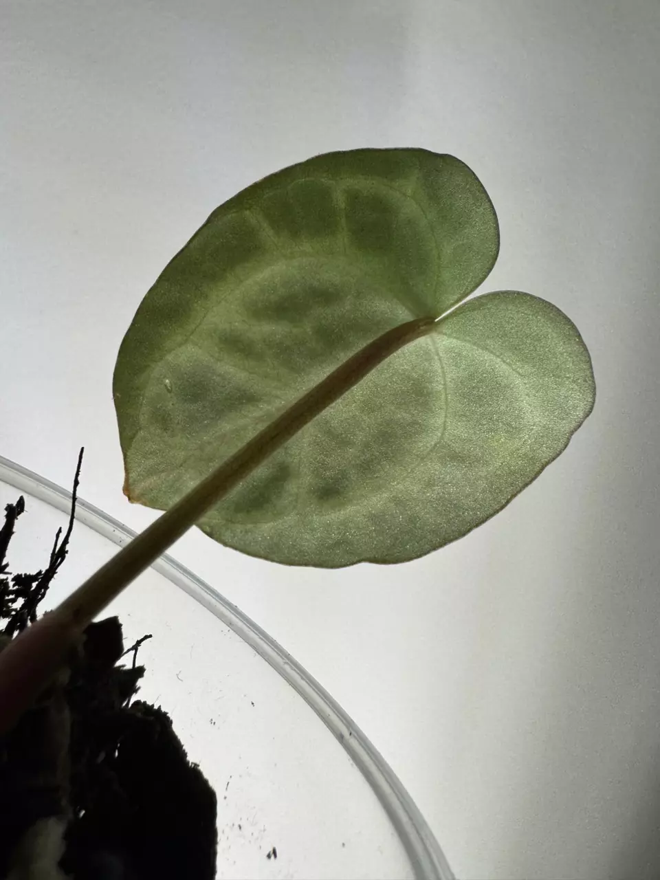 plant/Anthurium NOID-2