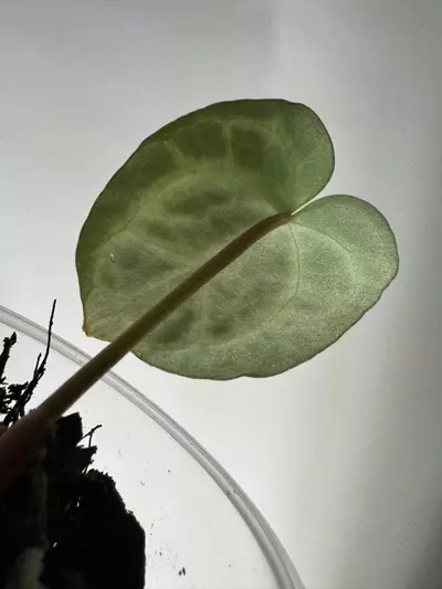 plant/Anthurium NOID-2-thumbnail