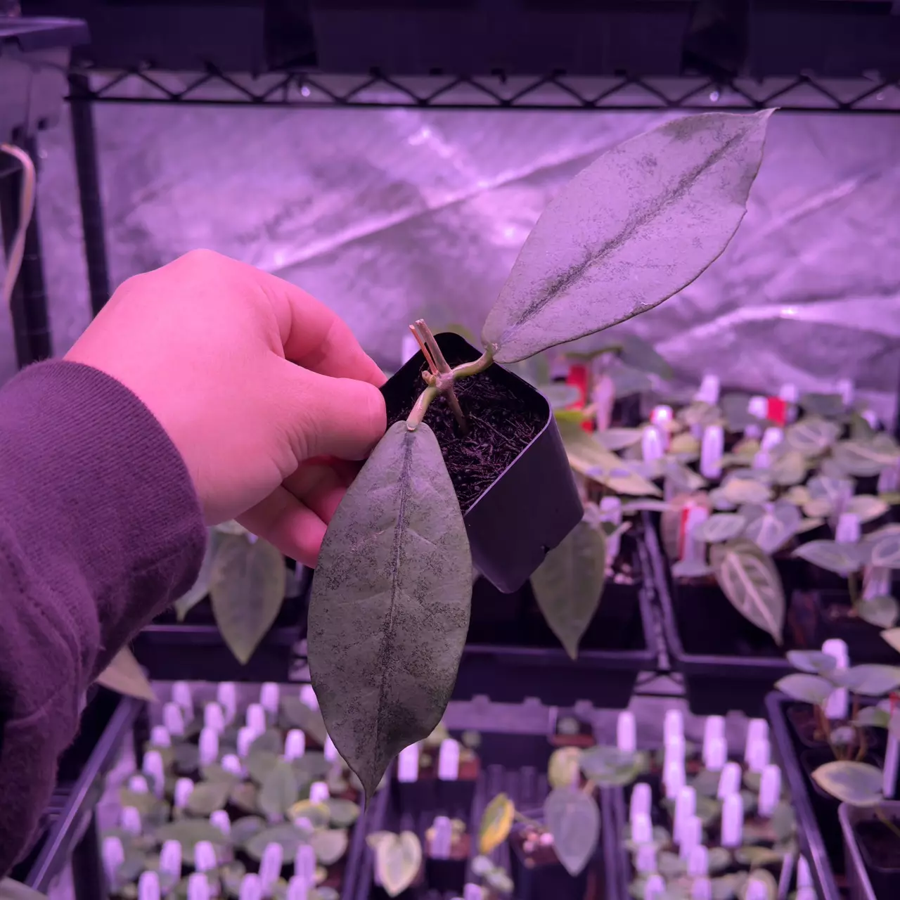 plant/(#87) Hoya mitrata “Silver”-0